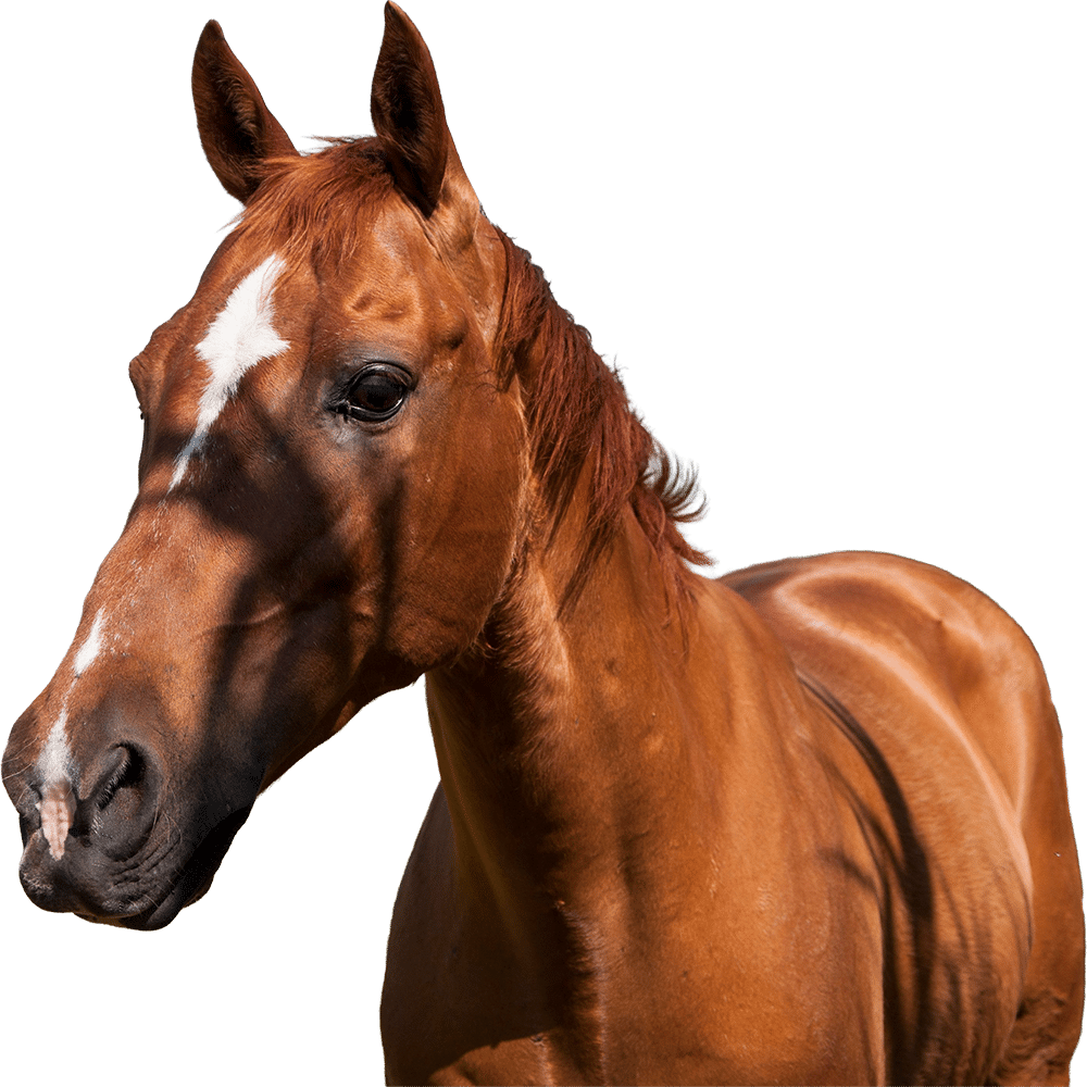 pat_horse
